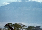 Africa (7)  Giraffe and Mount Kilimanjaro